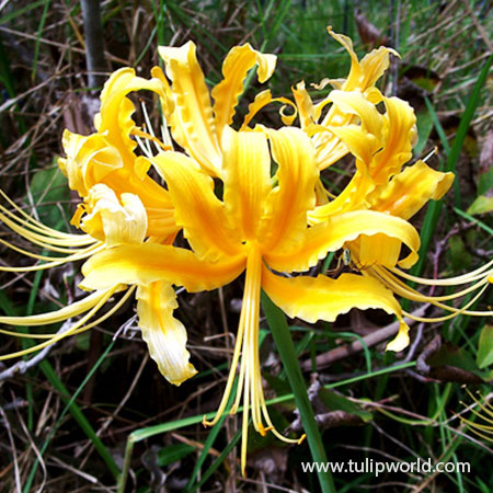 Golden Magic Lily - Lycoris Aurea - 37105