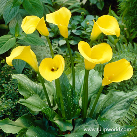 Golden Star Hybrid Calla Lily 