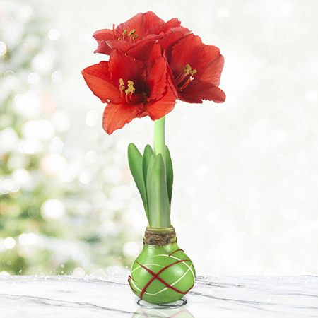 Green Picasso Base Waxed Amaryllis Green Picasso Waxed Amaryllis, Unique Holiday Gift, Hand-Dipped Wax Covered Bulb, Holiday Flowers
