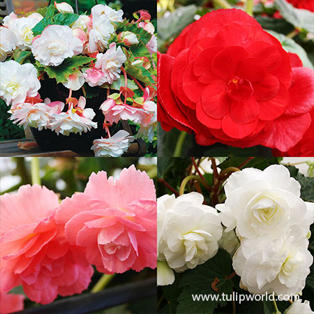 Hanging Basket Begonias Collection hanging basket begonias, tuberous begonias, double begonias, begonias for sale, the best flowers for baskets, container gardens 