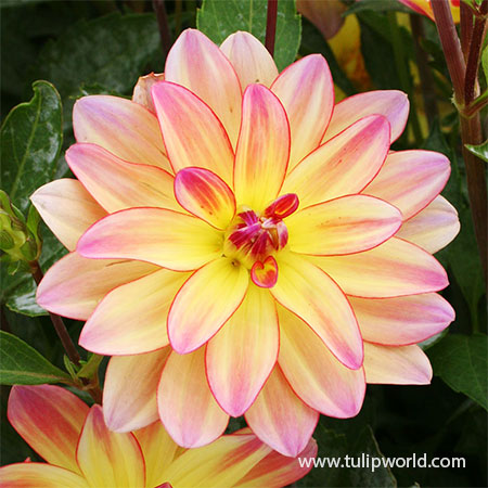 Happy Butterfly Dahlia happy butterfly dahlia, dahlia tubers for sale online, buy dahlia tubers, dahlia tubers wholesale, best dahlias, top dahlia varieties, dahlias for containers
