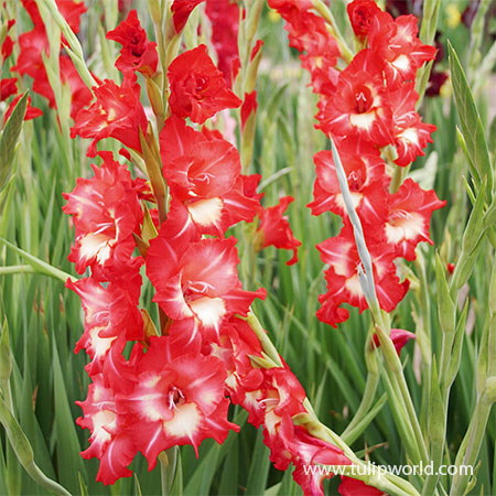 Helvetia Gladiolus gladiolus bulbs, gladiolus for sale, buy gladiolus bulbs, spring bulbs, bulbs to plant to spring, unique gladiolus bulbs, unique gladiolus flowers, 