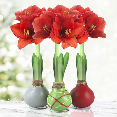 Holiday Waxed Amaryllis Collection (3-Pack) Waxed Amaryllis Holiday Collection, Amaryllis Bulbs 3-Pack, Hand-Dipped in Wax, Unique Gifts, Easy To Grow