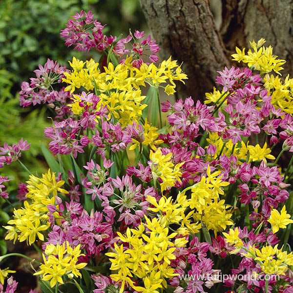 Holy Moly Allium Mix