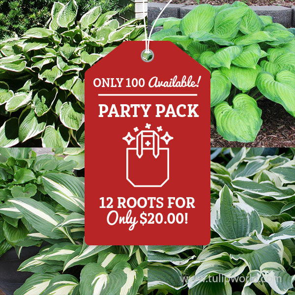 Hosta Party Pack
