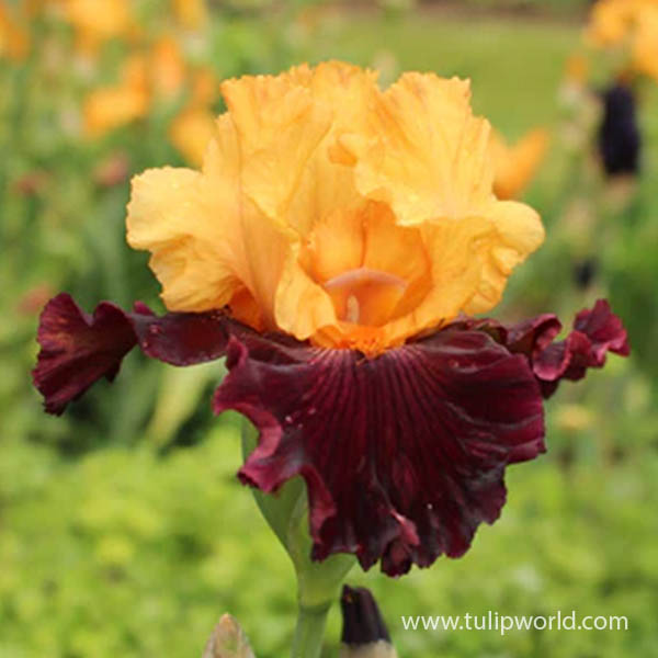 Idol Bearded Iris