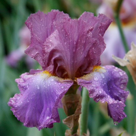 Imbroglio Bearded Iris 