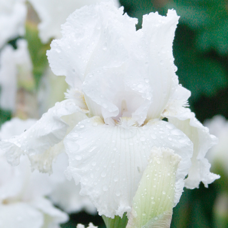 Immortality Reblooming Iris
