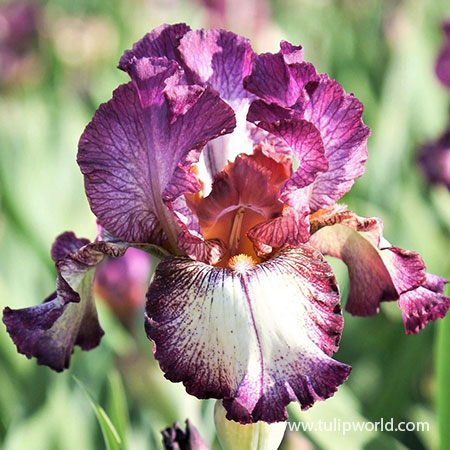 Innocent Star Reblooming Bearded Iris 