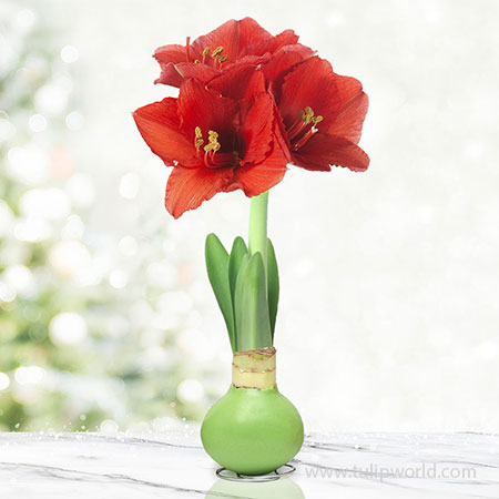 Jolly Waxed Amaryllis Green Waxed Amaryllis, Wax-Dipped To Perfection, Hand-Selected Flower Bulbs, No Water Needed, No Soil Needed