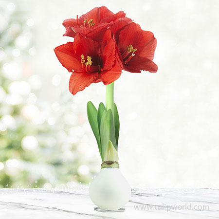 Joy Waxed Amaryllis White Waxed Amaryllis, Holiday Accent Piece, Unique Flower Gifts, Hand-Dipped in Wax To Perfection