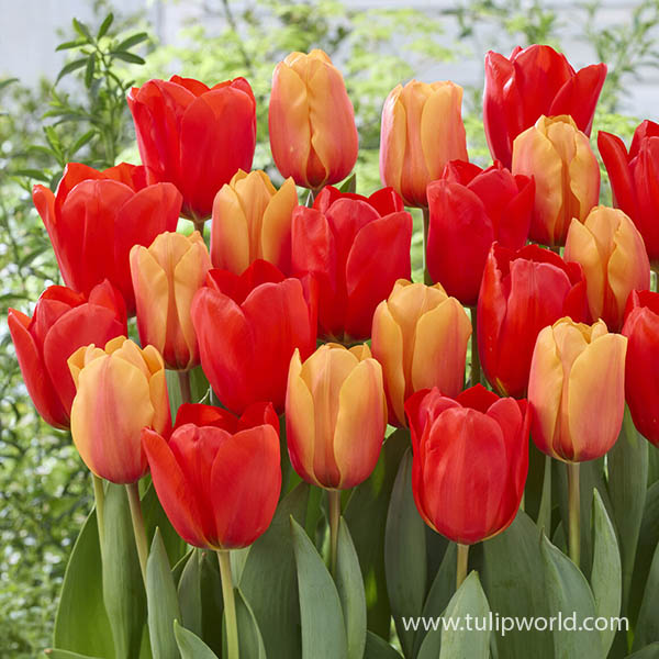 Lalibela Darwin Tulip Mix