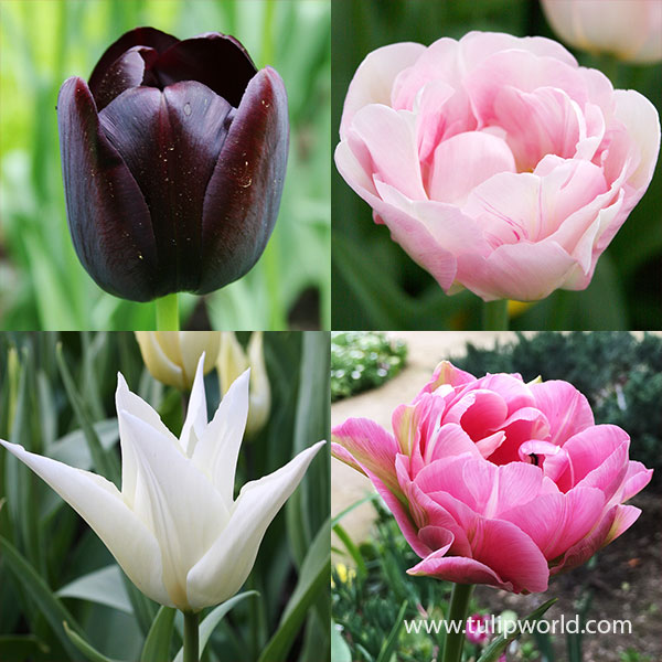 Late Spring Blooming Tulip Collection