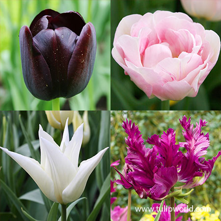 Late Spring Blooming Tulip Collection late spring flowers, late spring tulips, tulips that bloom last in spring, single late tulips, parrot tulips, lily flowering tulips, double late tulips