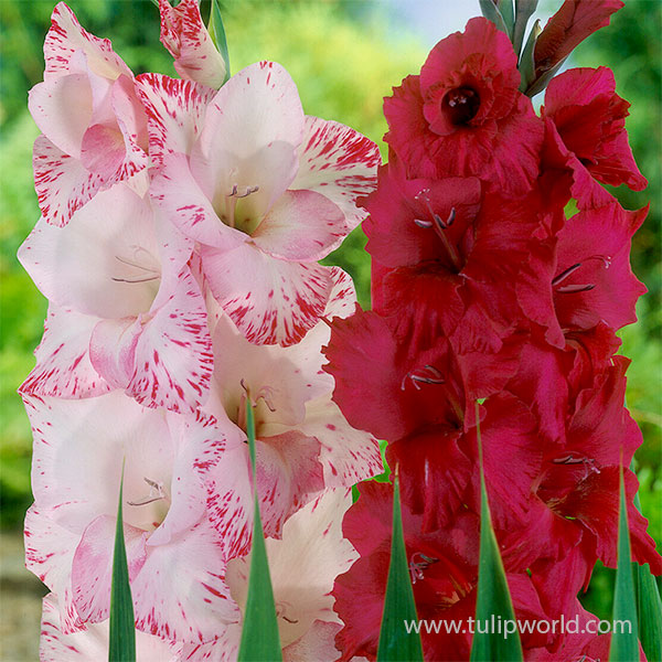 Light of My Life Gladiolus Mix