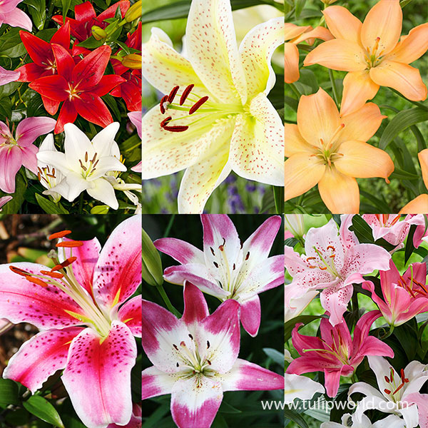 Lilies of Summer Collection