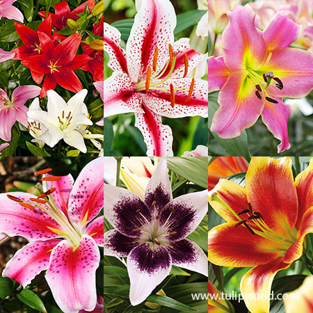 Lilies of Summer Collection lily bulbs for sale, sale on lily bulbs, stargazer lily bulbs for sale, asiatic lilies, white lily bulbs, oriental lilies, flowers that bloom in summer, easy to grow bulbs, easy to grow perennials, perennials for sun  