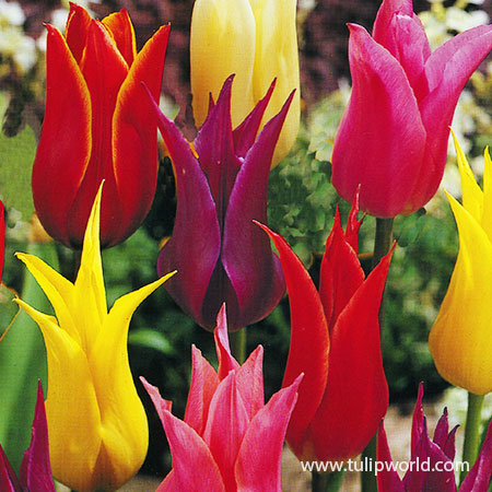 Lily Flowering Tulip Mix tulip flower, tulip bulbs on sale, difference between tulips and lilies, tulip sale, lily flowering tulips, lily tulips, late spring tulips, tulips that bloom in may