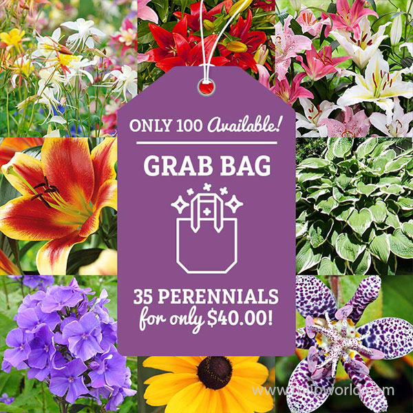 Lily and Perennial Grab Bag