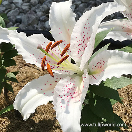 'Lily' Heritage Mini-Grabgabel