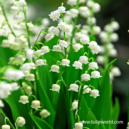 Lily of the Valley Value Pack lily of the valley meaning, lily of the valley plants for sale, lily of the valley bulbs, flower clearance, sale on perennials, perennials for sale, lily of the valley for sale, convallaria majalis 