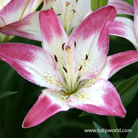 Lollypop Asiatic Lily - 27109