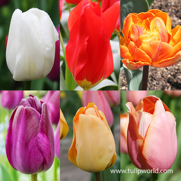 Long Blooming Tulip Collection