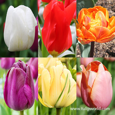 Long Blooming Tulip Collection long blooming tulips, tulips blooming all spring, spring blooming tulips, early blooming tulips, darwin hybrid tulips, single early tulips, late spring blooming tulips