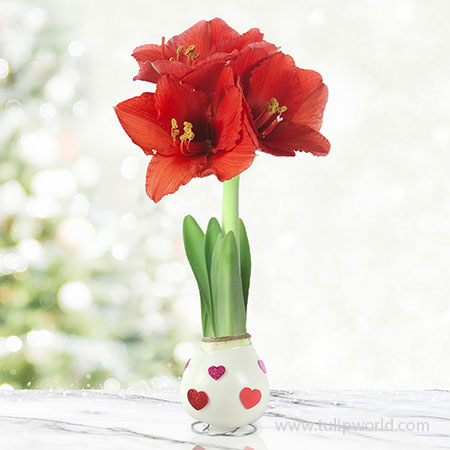Love Is In The Air Waxed Amaryllis