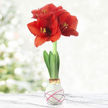 Love Struck Picasso Waxed Amaryllis White Waxed Amaryllis, Unique Holiday Gift, Hand-Dipped Wax Covered Bulb, Holiday Flowers