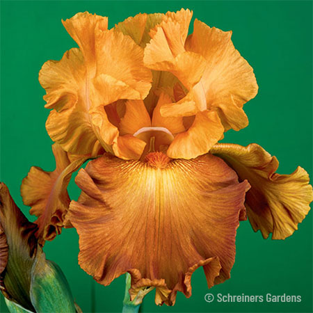 Lovely Senorita Bearded Iris 
