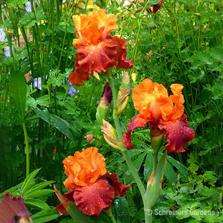 Lovely Senorita Bearded Iris - 35146