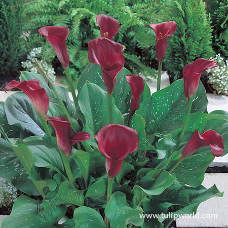 Majestic Red Calla Lilies - 23124