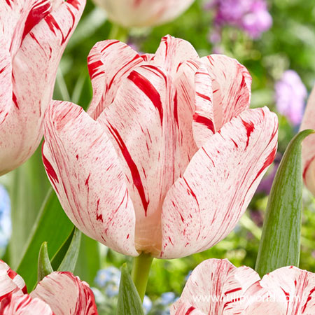 Merel Delight Triumph Tulip - 38131