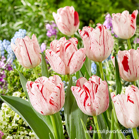 Merel Delight Triumph Tulip buy tulip bulbs, tulip bulbs for sale, when to plant tulip bulbs, unique tulips, broken tulips, white tulips, red tulips 