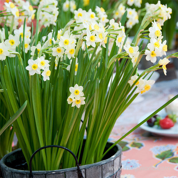 Minnow Daffodil Pre-Chilled