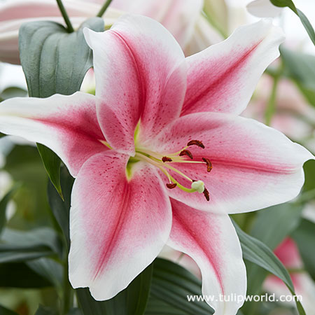 Miss Marple Orienpet Lily | Tulip World | 27248