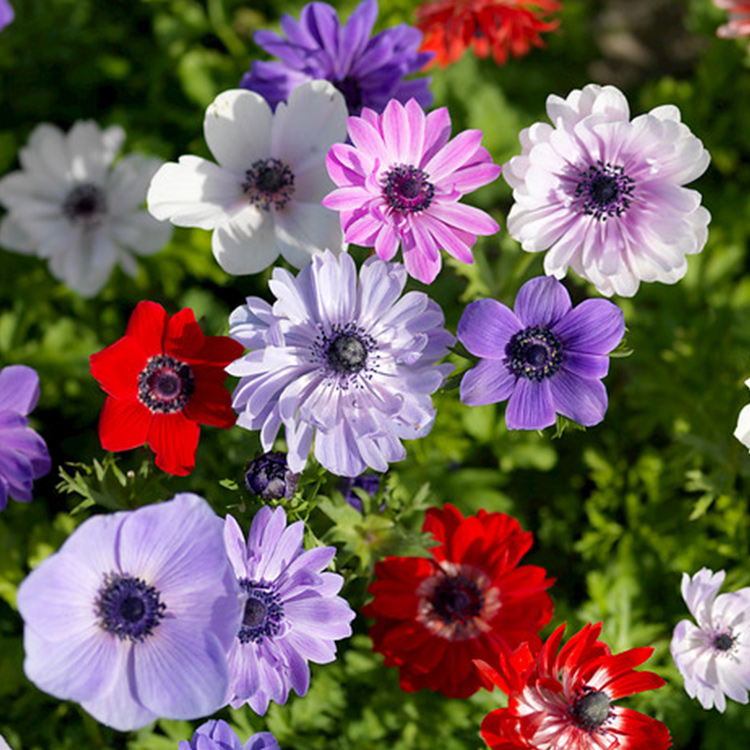 Mixed Anemone Collection - 33145