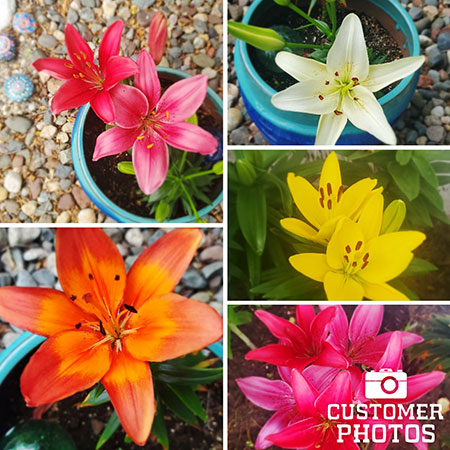 Mixed Asiatic Lilies - 37140