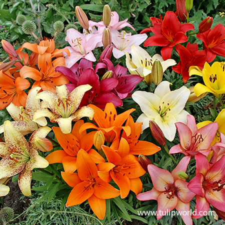 Mixed Asiatic Lilies asiatic lily, asiatic lily perennial, asiatic lily bulbs for sale, asiatic lily bulbs planting, planting lily bulbs in fall, fall planted lilies, asiatic lily bulbs bulk