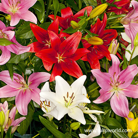 Mixed Asiatic Lilies - 37140