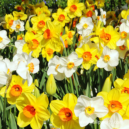 Mixed Daffodils 250 per package - 32004