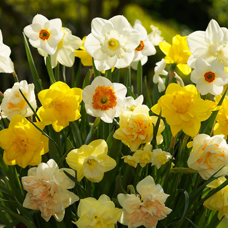 Mixed Daffodils and Narcissi Super Pack 