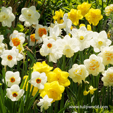 Mixed Daffodils and Narcissi Super Pack - 32103