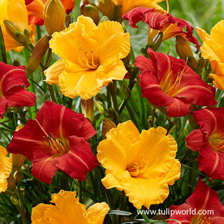 Mixed Daylily Super Pack - 27143