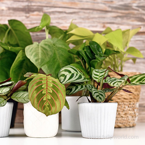 Mixed Foliage Plant Start Plugs Assorted - 3 Pack