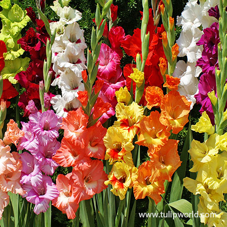 Mixed Gladiolus Value Pack 