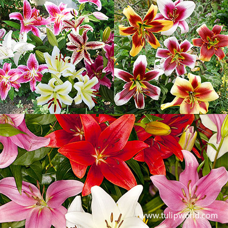 Mixed Lily Collection mixed lily collection, oriental lily mix, asiatic lilies, orienpet lilies, fall planted lilies, lilies for planting in fall, planting lilies in fall