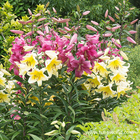 Mixed Orienpet Lilies - 37142