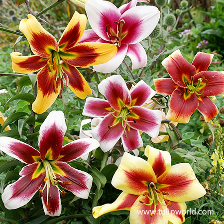 Mixed Orienpet Lilies oriental lilies, trumpet lilies, hardy lilies, orienpet lilies for sale, giant ot lilies, discount lilies, 